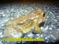 /home//u458753944/public_html/sourcegallery//Roxborough Toad Detour/2013-2019/2014/2014-04-07/P1140922.JPG